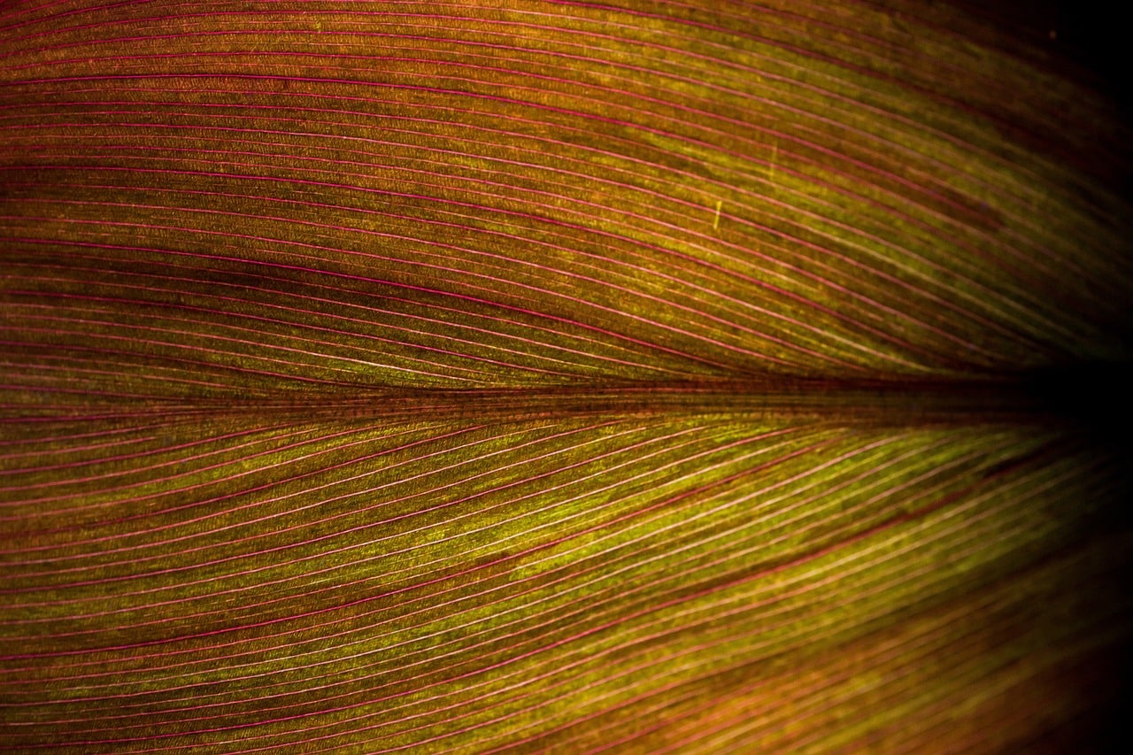 texture, nature, leaf